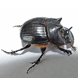 Catharsius cornutus